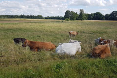 Weitläufiges Feld mit grasenden Kühen vor leicht bewölktem Himmel