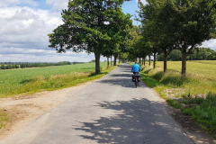 Alte Eichenallee entlang der Radroute an der Seenplatte