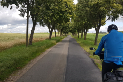 Radweg durch eine ruhige Allee – Natur pur in Mecklenburg