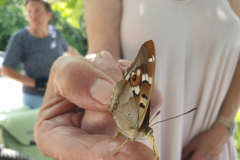Zahmer-Schmetterling-Kleiner-Schillerfalter-saugt-Wasser-vom-Finger-01