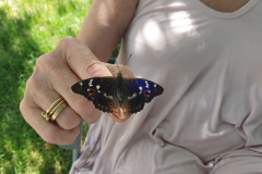Zahmer-Schmetterling-Kleiner-Schillerfalter-saugt-Wasser-vom-Finger-03