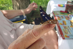 Zahmer-Schmetterling-Kleiner-Schillerfalter-saugt-Wasser-vom-Finger-07