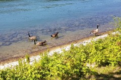 Rheinuferfruehstueck-August-2016-09