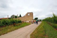 Roemisches-Weingut-und-Duerkheimer-Riesenfass-06