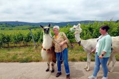 Roemisches-Weingut-und-Duerkheimer-Riesenfass-08