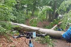 Verhindert die Weiterfahrt. Querliegender Baum auf dem schmalen Waldweg