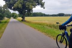 Baumallee und Felder bei Woosten – typische Landschaft der Mecklenburgischen Seenplatte