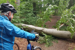 Unsere größte Herausforderung am Kastorfer See,  der umgefallene Baum