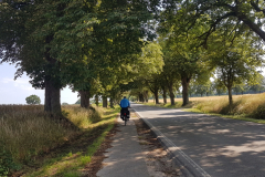 Schnurgerade Eichenalle auf dem Weg zum Karstorfer See