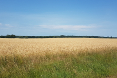 Duftende Felder unter blauem Himmel in der Mecklenburgischen Seenplatte