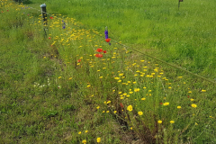 Bunte Blumenwiese  entlang unseres Radwegs