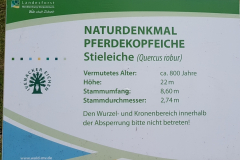 Infotafel zur Pferdekopfeiche im Ivenacker Hutewald