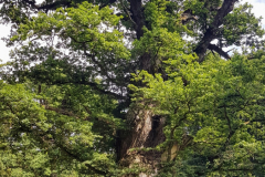 Die Pferdekopfeiche – markante alte 800 Jahre alte Eiche im Ivenacker Eichenpark