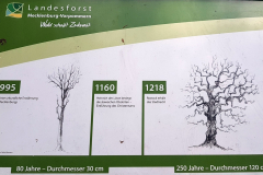 Informationstafel zur Geschichte der tausendjährigen Eiche