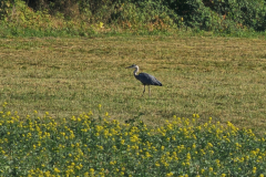 Kraichgau-Radtour: Reiher in der Landschaft des Kraichgaus