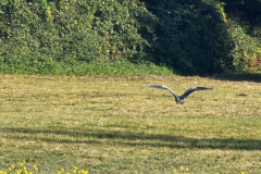 Kraichgau-Radtour: Reiher am Wegesrand