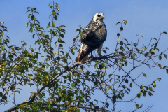 Kraichgau-Radtour: Greifvogel über der Landschaft