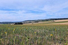 Kraichgau-Radtour: Durch die Kraichgaulandschaft nach Bretten