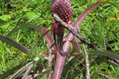 Ananas-frisch-vom-Baum-im-Sitio-von-Edi-in-Brasilien-01