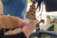 Zahmer-Schmetterling-Kleiner-Schillerfalter-landet-am-Fahrradlenker-05