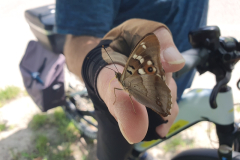 Zahmer-Schmetterling-Kleiner-Schillerfalter-landet-am-Fahrradlenker-07
