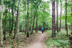 Radfahren auf schattigem Waldweg Richtung Müritz – Seenplatte Radtour vierte Etappe