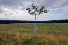 Weite, flache Landschaft vor dem Müritz-Nationalpark – Seenplatte Radtour vierte Etappe