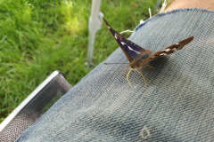 Zahmer-Schmetterling-Kleiner-Schillerfalter-ein-tief-beruehrendes-Erlebnis-01