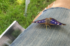 Zahmer-Schmetterling-Kleiner-Schillerfalter-ein-tief-beruehrendes-Erlebnis-03