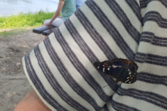Zahmer-Schmetterling-Kleiner-Schillerfalter-ein-tief-beruehrendes-Erlebnis-05
