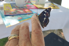 Zahmer-Schmetterling-Kleiner-Schillerfalter-ein-tief-beruehrendes-Erlebnis-07