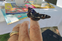 Zahmer-Schmetterling-Kleiner-Schillerfalter-ein-tief-beruehrendes-Erlebnis-09
