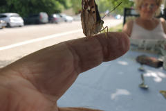 Zahmer-Schmetterling-Kleiner-Schillerfalter-ein-tief-beruehrendes-Erlebnis-11