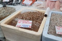 Besuch-vom-Fischmarkt-von-Santos-12