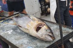 Besuch-vom-Fischmarkt-von-Santos-16