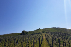 Radtour mit Peter auf der Vier-Täler-Tour im Heilbronner Land. Start bei gutem sonnigen Wetter  durch die Weinberge