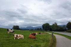 Kühe auf dem Feld bei der Radtour am Chiemsee im Chiemgau, September 2025, Tag 2