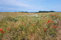 Blühende Sommerwiese am Wegesrand der Seenplatten-Radtour