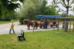 Mit-der-Kutsche-zum-Schloss-auf-der-Herreninsel-04