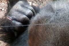 Unser-Besuch-im-Loro-Park-auf-Teneriffe-14