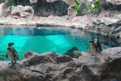 Unser-Besuch-im-Loro-Park-auf-Teneriffe-15