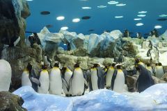Unser-Besuch-im-Loro-Park-auf-Teneriffe-16