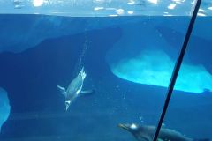 Unser-Besuch-im-Loro-Park-auf-Teneriffe-18