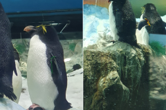 Unser-Besuch-im-Loro-Park-auf-Teneriffe-20