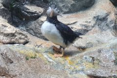 Unser-Besuch-im-Loro-Park-auf-Teneriffe-22