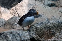 Unser-Besuch-im-Loro-Park-auf-Teneriffe-23