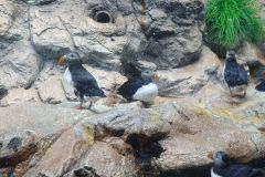 Unser-Besuch-im-Loro-Park-auf-Teneriffe-24