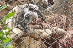 Unser-Besuch-im-Loro-Park-auf-Teneriffe-25