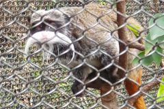 Unser-Besuch-im-Loro-Park-auf-Teneriffe-26