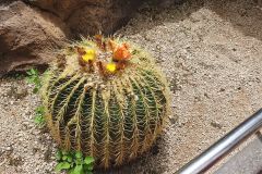 Unser-Besuch-im-Loro-Park-auf-Teneriffe-30